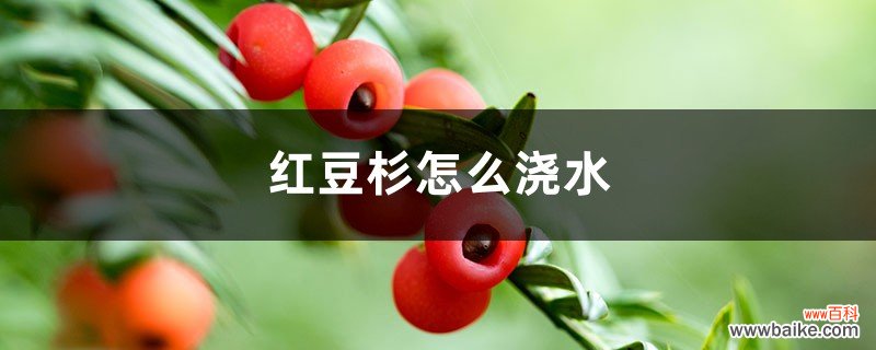 红豆杉怎么浇水