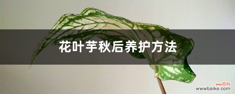 花叶芋秋后养护方法