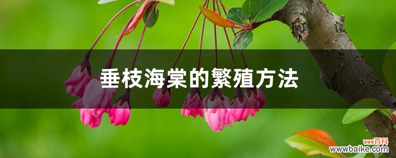 垂枝海棠的繁殖方法
