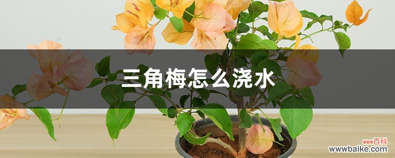 三角梅怎么浇水