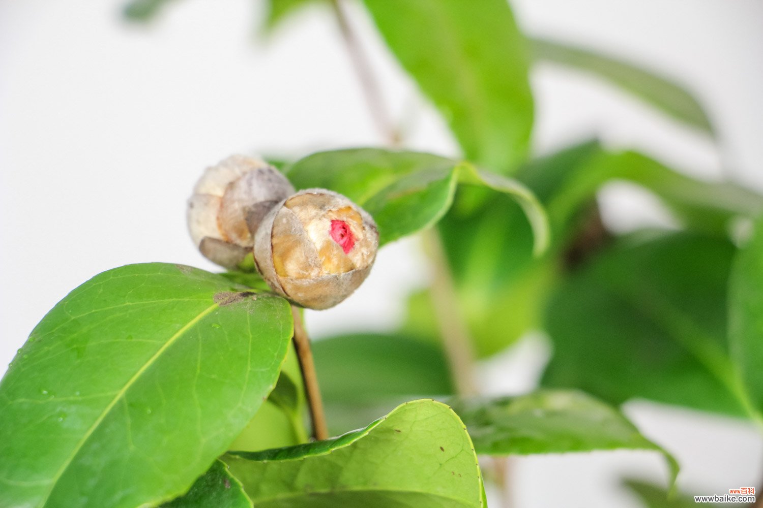 茶花冬天怎么养