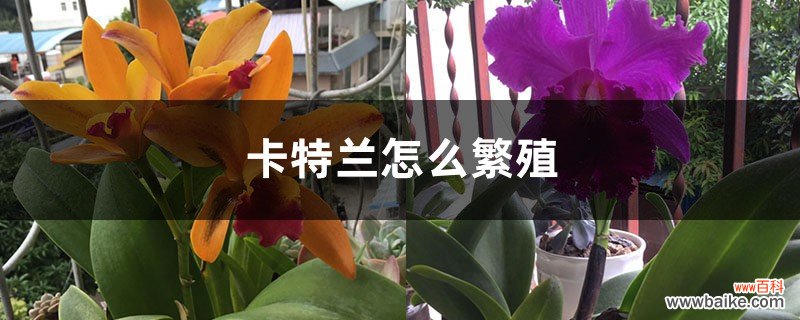 卡特兰怎么繁殖