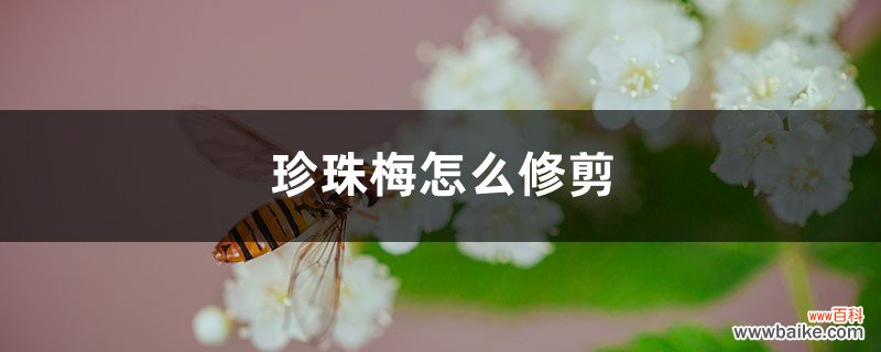 珍珠梅怎么修剪