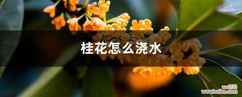 桂花怎么浇水