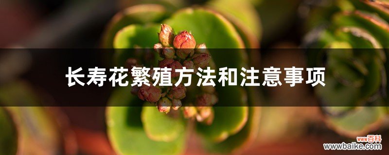 长寿花繁殖方法和注意事项