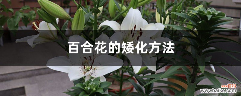 百合花的矮化方法