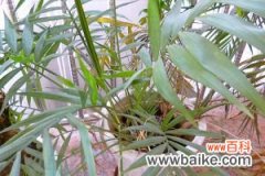 凤尾竹的繁殖方法