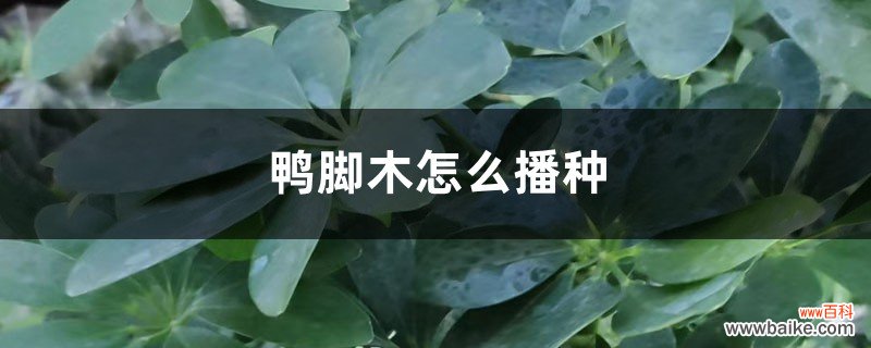 鸭脚木怎么播种