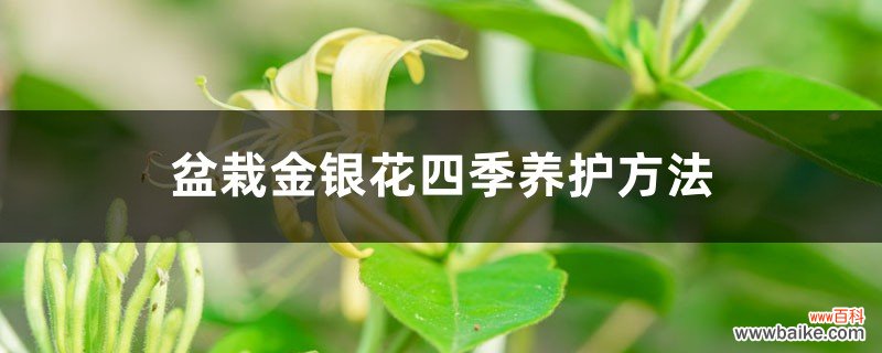 盆栽金银花四季养护方法