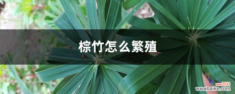 棕竹怎么繁殖