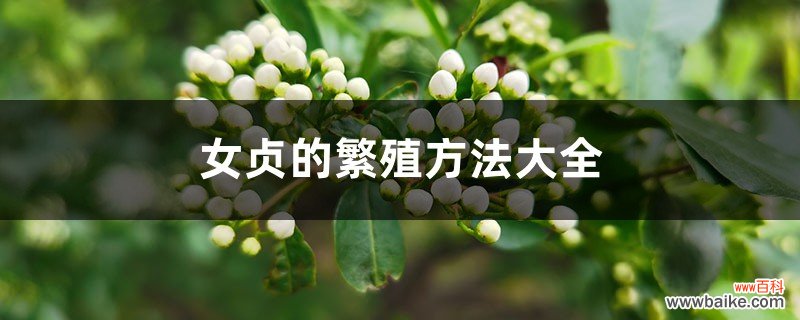 女贞的繁殖方法大全