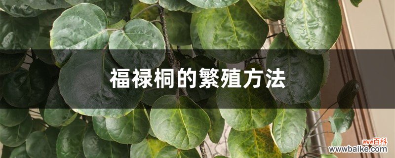 福禄桐的繁殖方法