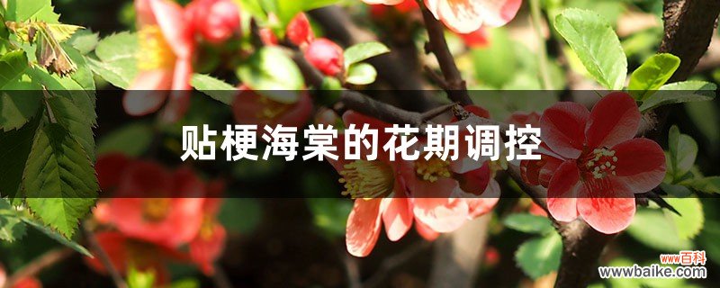 贴梗海棠的花期调控