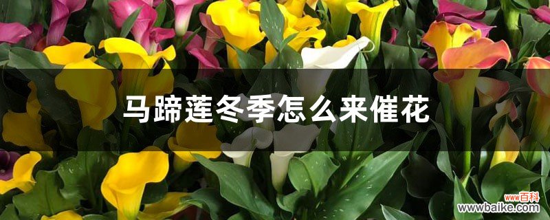 马蹄莲冬季怎么来催花