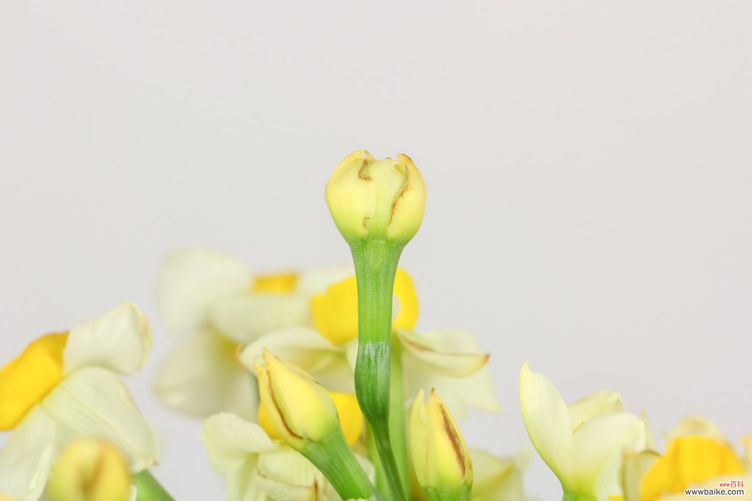 水仙开花过后种球如何保存