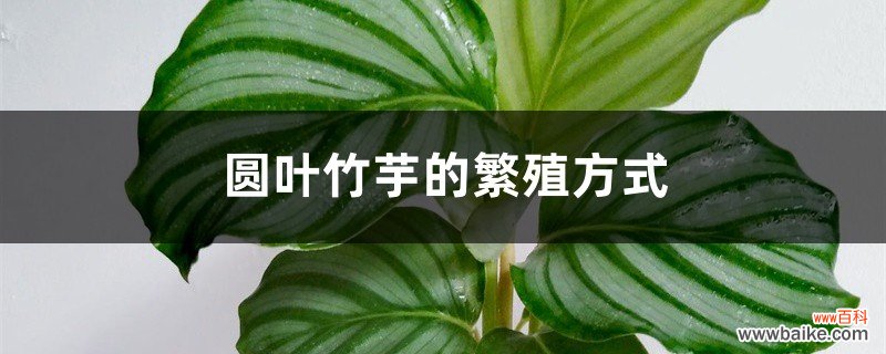 圆叶竹芋的繁殖方式
