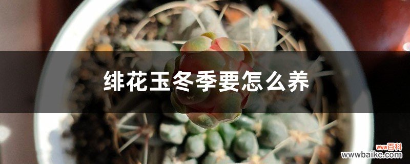 绯花玉冬季要怎么养