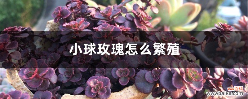 小球玫瑰怎么繁殖