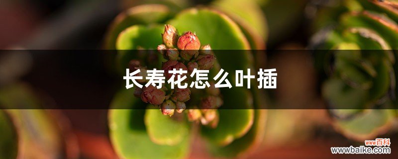 长寿花怎么叶插