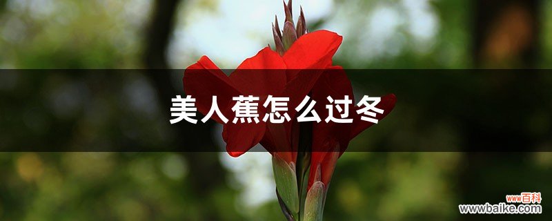 美人蕉怎么过冬