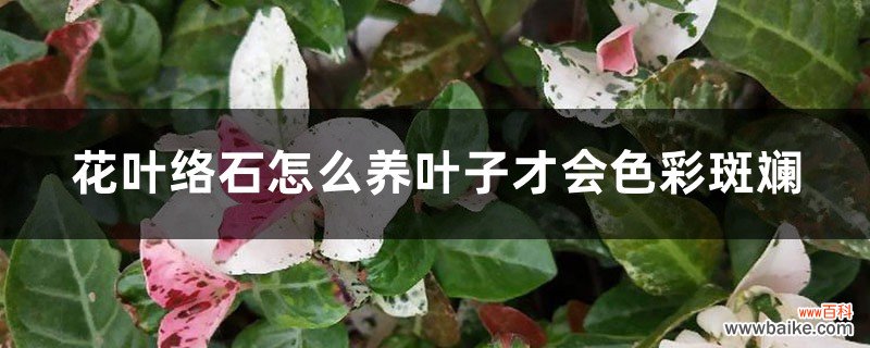 花叶络石怎么养叶子才会色彩斑斓