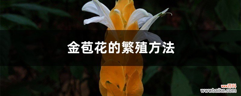 金苞花的繁殖方法