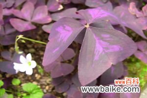 紫叶酢浆草的繁殖方法