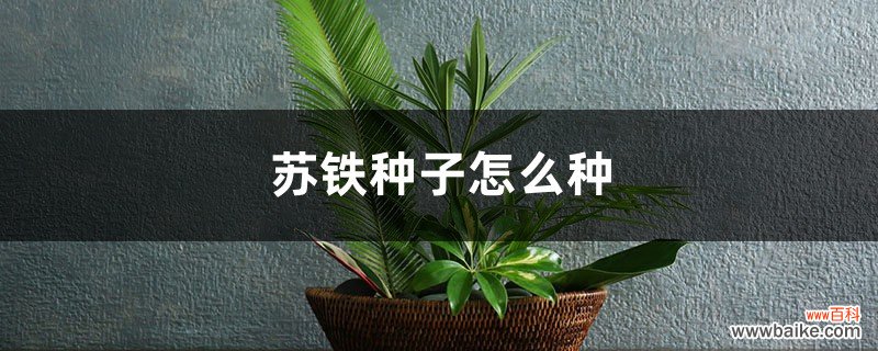 苏铁种子怎么种