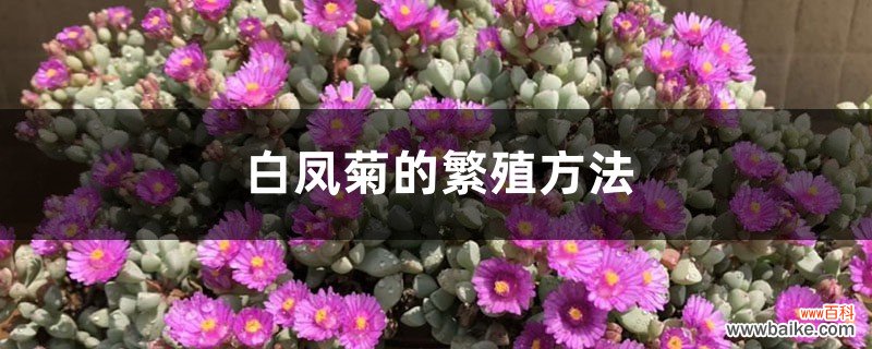 白凤菊的繁殖方法