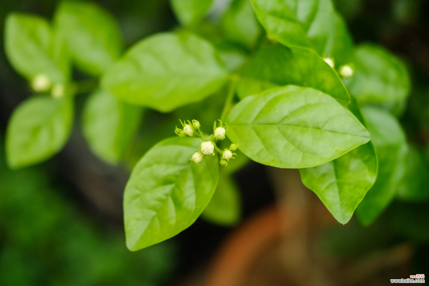 刚买回来的茉莉花掉苞，教你一招，赶紧学