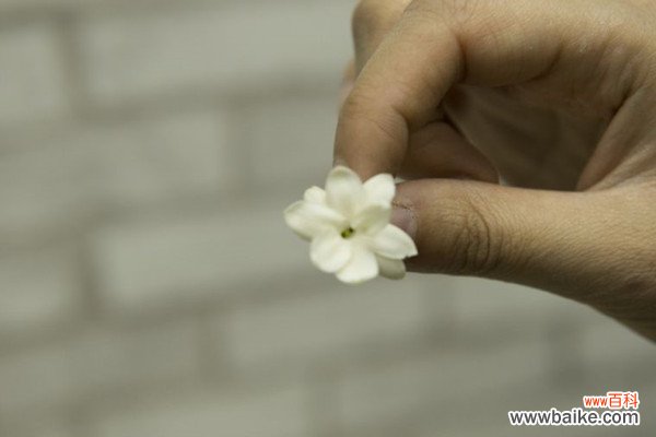 刚买回来的茉莉花掉苞，教你一招，赶紧学