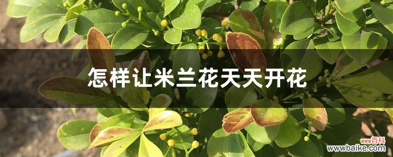 怎样让米兰花天天开花