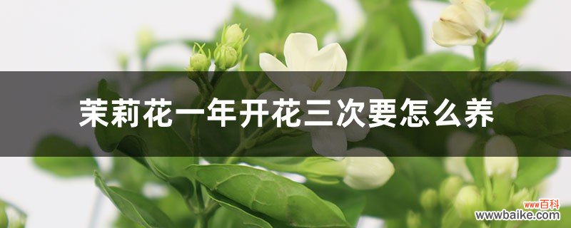 茉莉花一年开花三次要怎么养