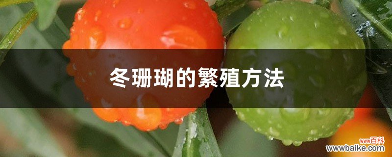 冬珊瑚的繁殖方法