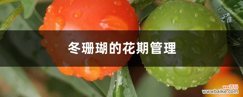 冬珊瑚的花期管理