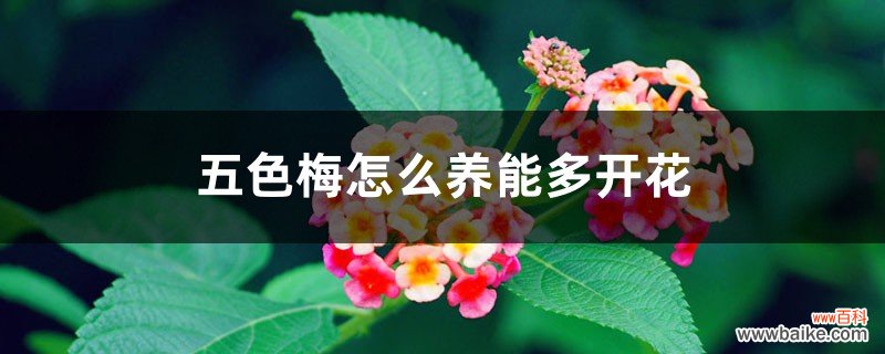 五色梅怎么养能多开花