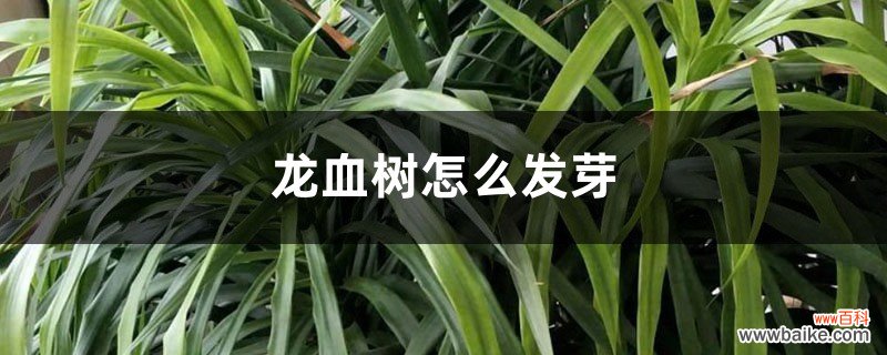 龙血树怎么发芽