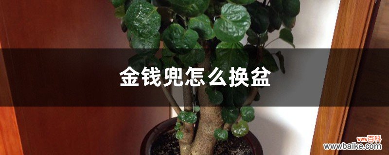 金钱兜怎么换盆