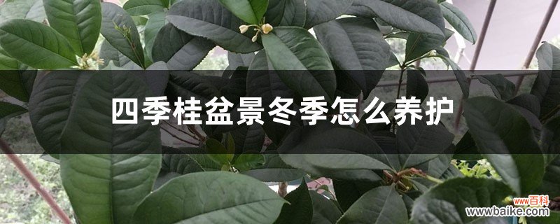 四季桂盆景冬季怎么养护