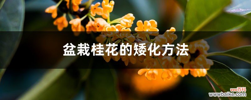 盆栽桂花的矮化方法