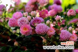 蔷薇花的冬季养殖方法