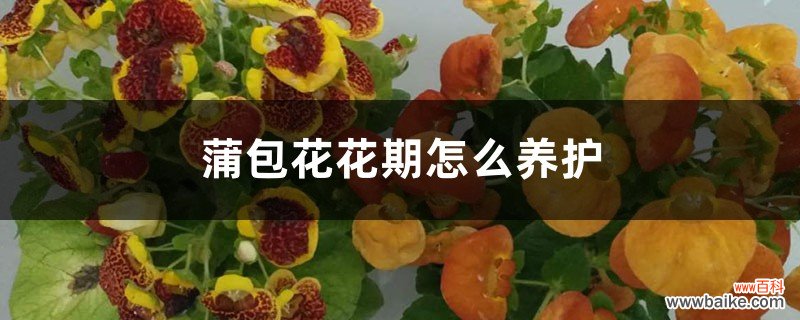 蒲包花花期怎么养护