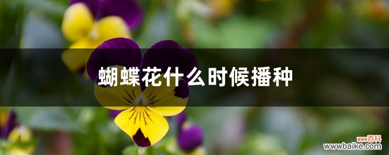 蝴蝶花什么时候播种