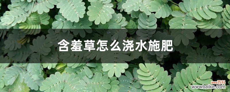 含羞草怎么浇水施肥