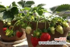 阳台草莓播种及养护注意事项