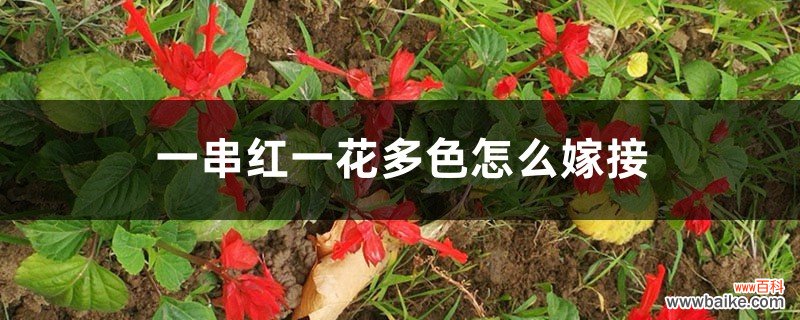 一串红一花多色怎么嫁接