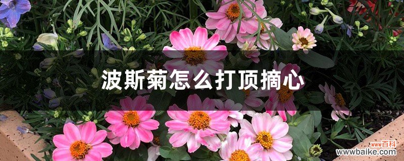 波斯菊怎么打顶摘心