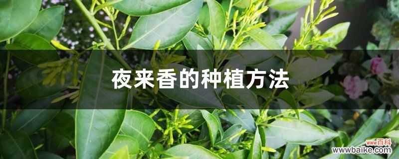 夜来香的种植方法