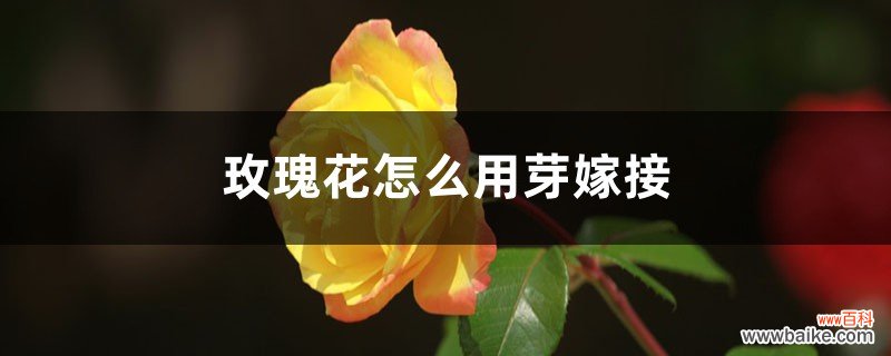 玫瑰花怎么用芽嫁接