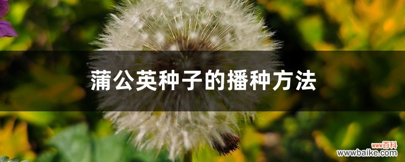 蒲公英种子的播种方法